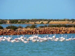 Mar Menor Flamingo