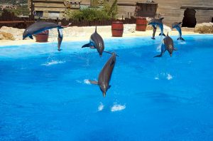 Mundomar Dolphins Benidorm water parks