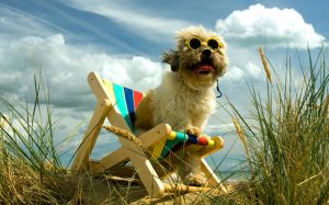 lovely dog friendly beaches