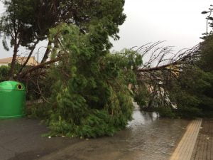 Tree blocking road around the Mar menor during flood and storm