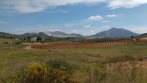 Ecological wine from Yecla and Jumilla