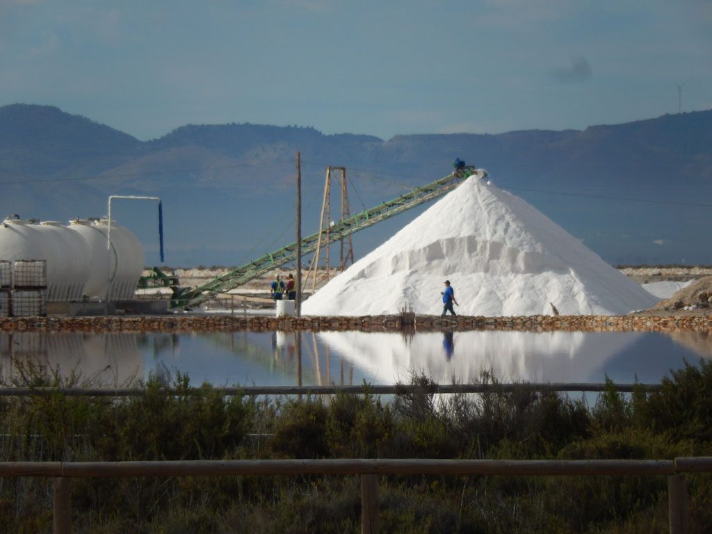 Harvest of the salt